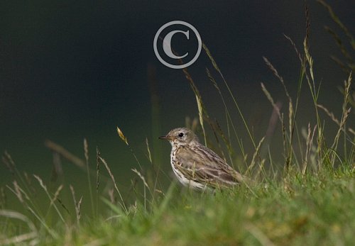 Meadow Pipit